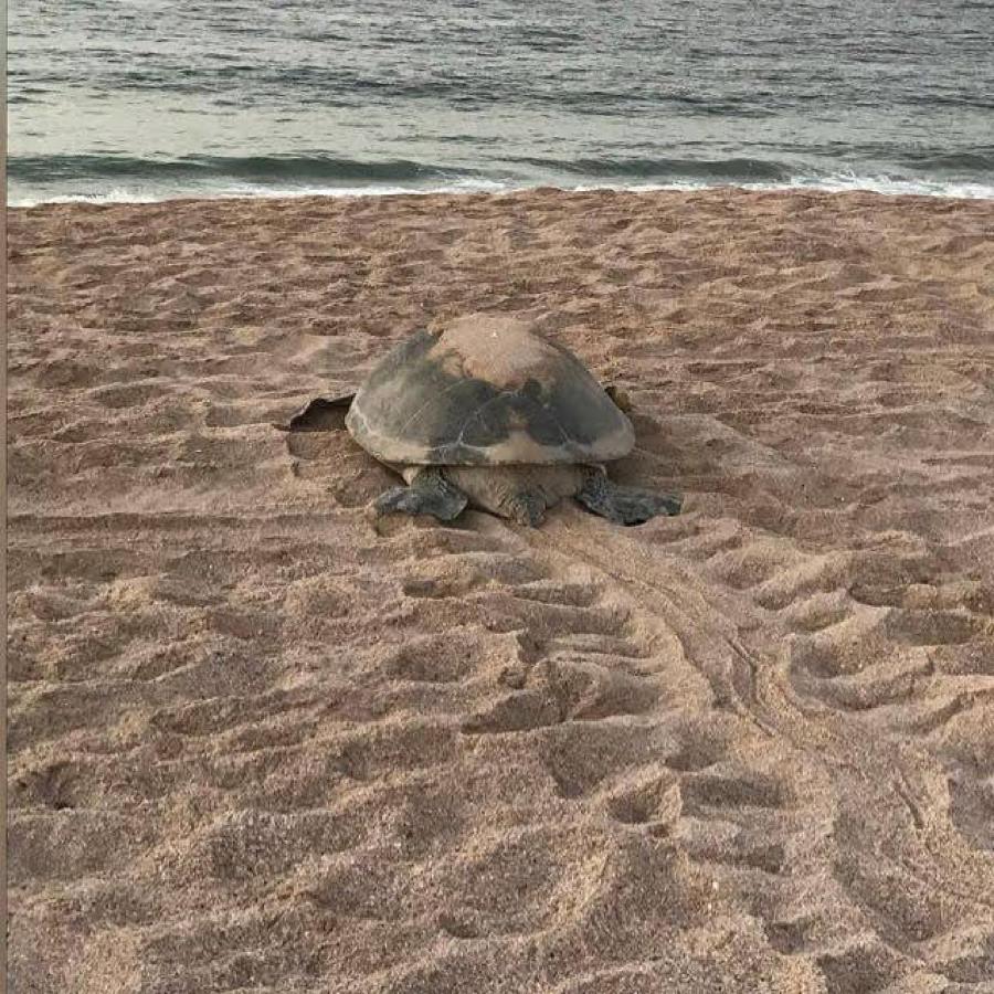 Turtle Guest House 수르 외부 사진